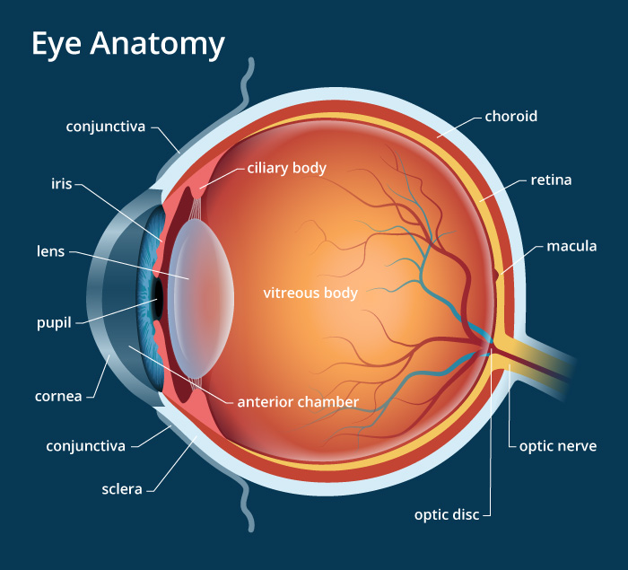Eye Anatomy poster